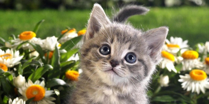 dslr animal picture